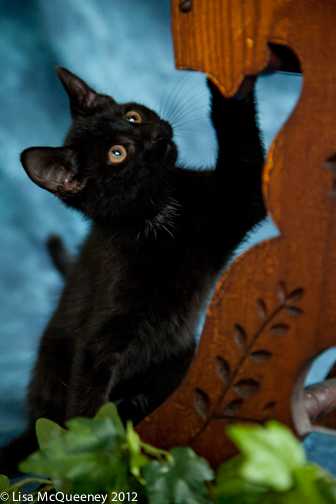 Black Playful Fellow