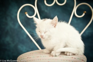 White with gray on head