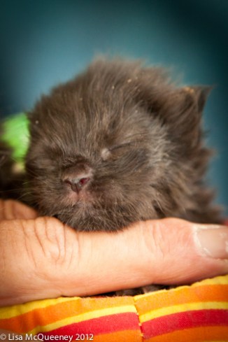 Eyes barely open -2 Black babies