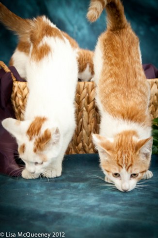 Orange/ White Litter