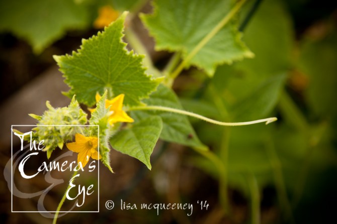 Vines026