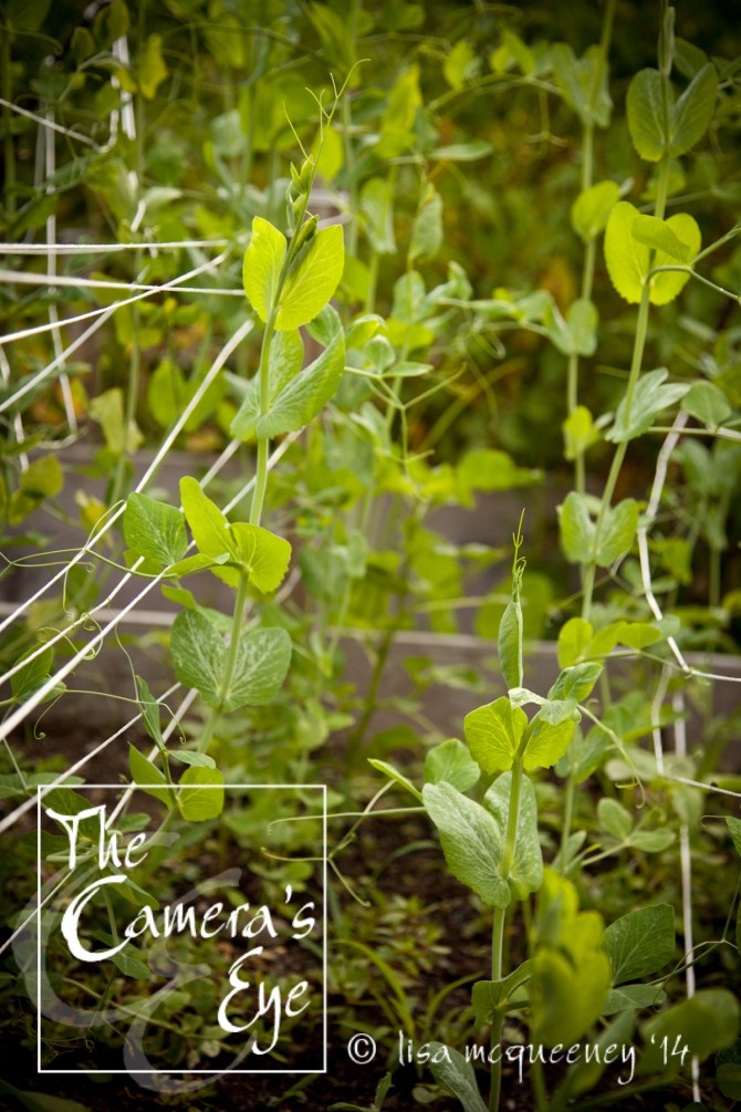 Vines030