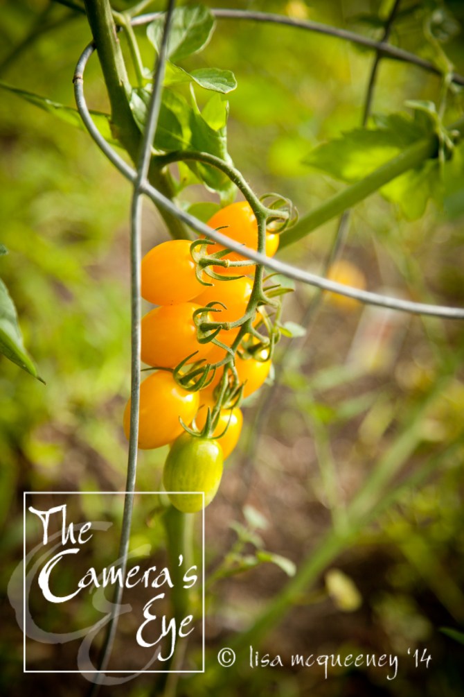 Vines039