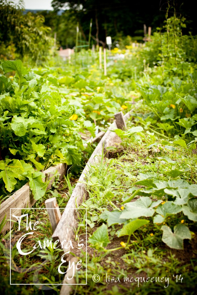 Vines047