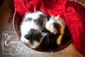 10377259_10153373734033428_557015459954548004_n