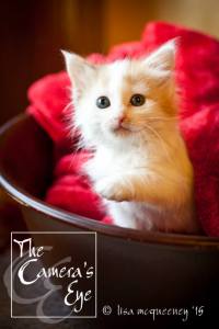 11219598_10153373734618428_8635245555882139558_n