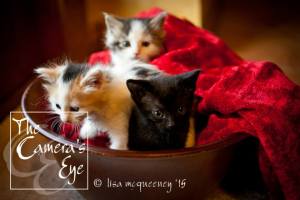 11330046_10153373734093428_1880783671656353946_n