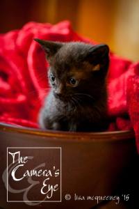 11401026_10153373734493428_5477215022208140552_n