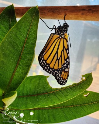 The Camera's Eye, FBM, OWEGO, Apalachin, NY, Monarch Watch 3