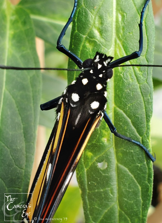 The Camera's Eye, FBM, OWEGO, Apalachin, NY, Monarch Watch 4