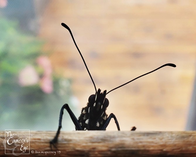 The Camera's Eye, FBM, OWEGO, Apalachin, NY, Monarch Watch 5