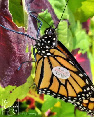 The Camera's Eye, FBM, OWEGO, Apalachin, NY, Monarch Watch 6